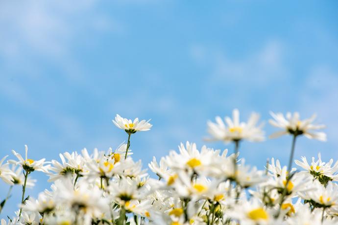 white flowers